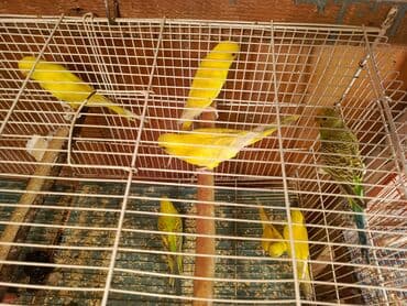 ucuz pisik: Papuqaylar təcili satılır ünvan yeni suraxanı Sarı rəngli — 4