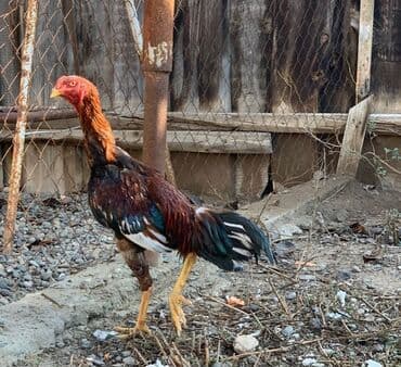 Gəmiricilər: 7 ci ayina 23 cu girib yaxwi qandi qiymet sondu qiymete gore — 3