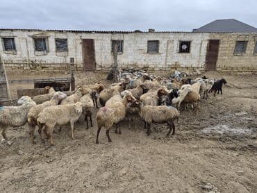 şpits qiyməti: 15 balalı qoyun satlırr iri quzularla qiymət razılaşma yolu iləə — 3