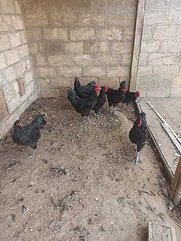 Digər heyvanlar: Toyuq, Damazlıq — 1