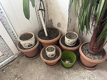 room: Böyük ölçülü otaq bitkiləri və saxsı dəsti - 2 ədəd iri dekorativ — 2