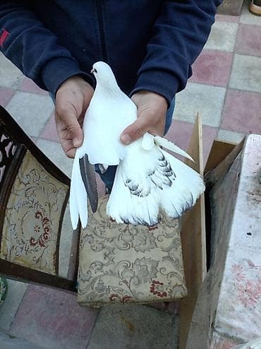 göyerçinlər: Ağ rəngli ev göyərçini - Rəng: əsasən ağ, quyruq və qanad uclarında — 1