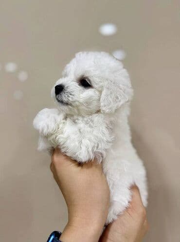 it yalı: Pudel, 2 ay, Erkek — 4