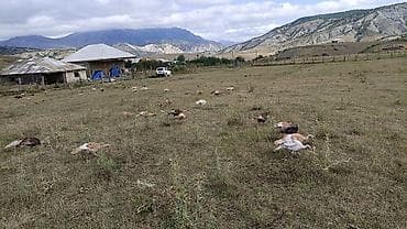 hinduşka: Məhsul: Təbii şəraitdə bəslənən hind quşları (Türki) - Açıq otlaqda — 3