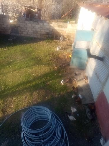 toyuq qəfəsi: Qrışmış cins qarışığı kənd toyuqları - Təsvir: Şəkillərdəki fermada — 3