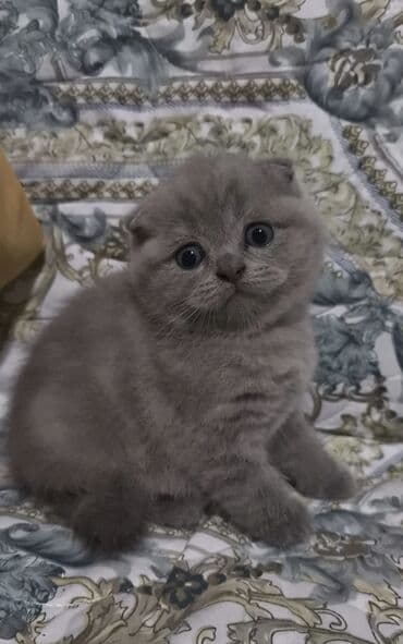 100 ile 400 arasi cins saf qan saqlam pisiklerimiz var sekilde olmayan