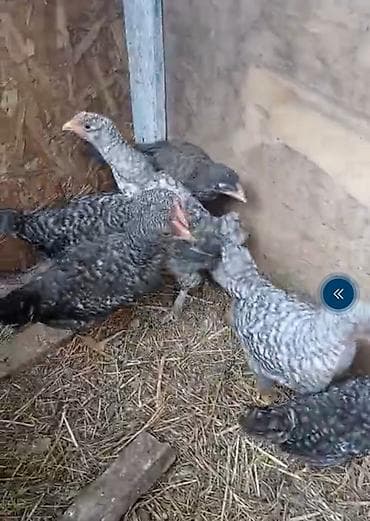 toy poodle satış: Xarkov cücələri satilir Təsvir: - Şəkillərdə gördüyünüz yerli — 2