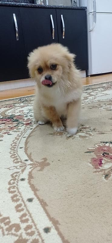 pisiklerin alqi satqisi: Şpitz, 4 ay, Erkek — 7