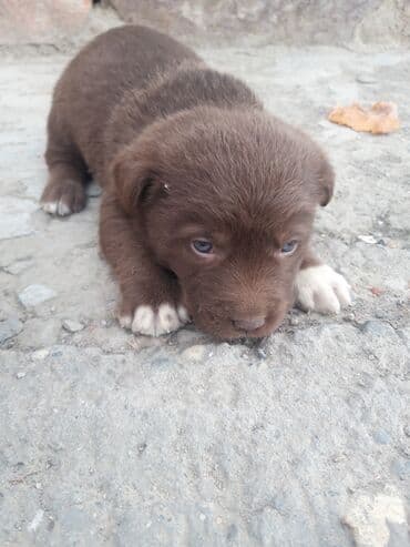 afcarka bala: Zvonok — 4