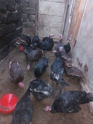 hind quşu cucesi: Erkək, Ətlik — 8