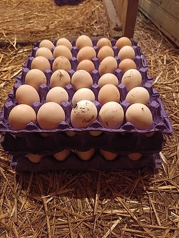 Masallı.Salam Aləykum. 100 ədəd toyuq yumurtası var. Həm mayalıq həm
