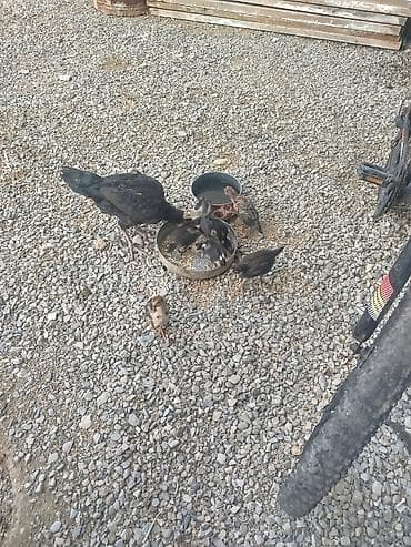 pişik qara: Toyuq, Damazlıq — 5