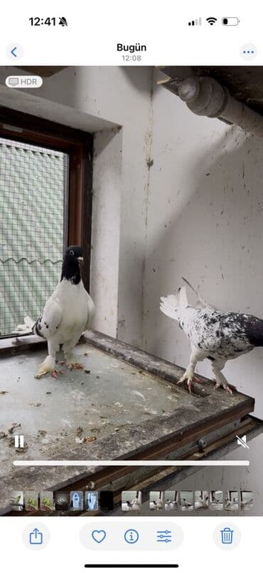 sesar quşu: Goyercin qarabaslar badam hazir cut 16 17 tukler tam saqlam — 3