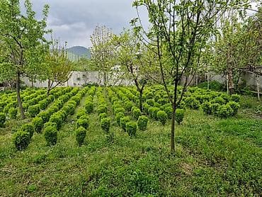 rozmarin bitkisi: Buxus (şimşir) dekorativ kolları – formal heykəllər və canlı hasarlar — 10