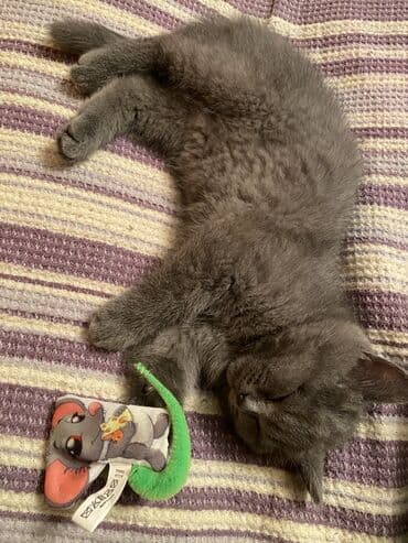 Gəmiricilər: Britan — 1