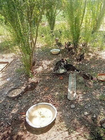 ördək balası və cücə: 3 aylıq amerikan bronz hinduşqalatdir istənilən sayda var diri çəkisi — 6