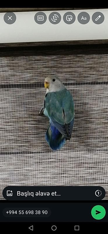 Sevimli dalmatian balığı (lovebird) – mavi-yaşıl rəng çalarını