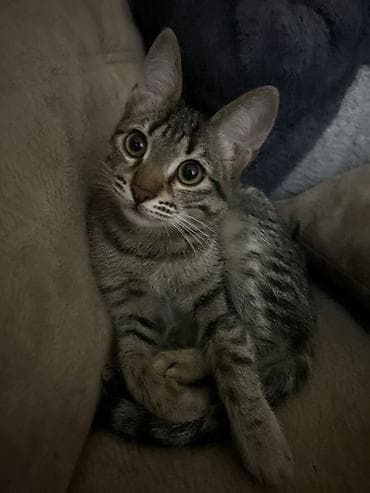 alisanin pisiyinin adi: Tabbi, Erkək, Yaxşı əllərə — 2