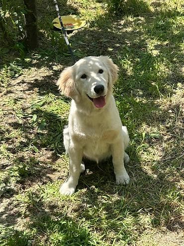 Retriever, 6 ay, Dişi, Peyvəndli, Ünvandan götürmə