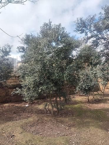 suni ağac: BÖYÜK ENDİRİM❗️Zeytun ağacları – həyət/bag üçün. - Növ: toxumdan — 3