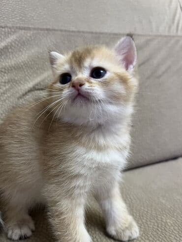 Gəmiricilər: Temiz qan shinshila balalari satilir. 15 .11.25 ilde dogulublar. yemek — 8