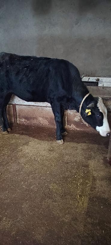 cins buzovların satışı: Dişi düyə damazlıq südlük ətliyə yararlıdır Ünvan Novxani — 2