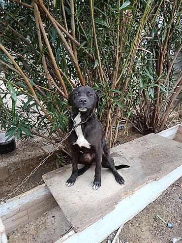 balaca ev itləri: 6 aylıq cane corsa və pitbul qarışığı. maşına minir. tasma və — 3