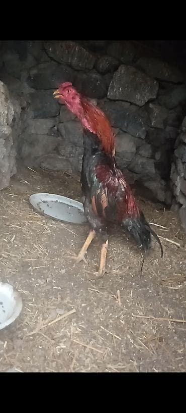 Məhsul: Uzunboyun döyüş tipli xoruz Təsvir:11 ayliqdi ceki 2kg.800