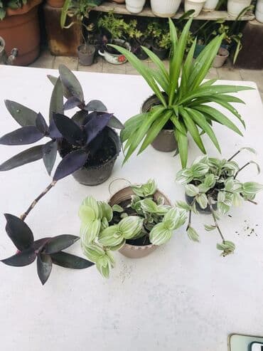 klinikada otaq arendaya verilir: Biri üç manat 
Ünvan Yeni Yasamal — 1