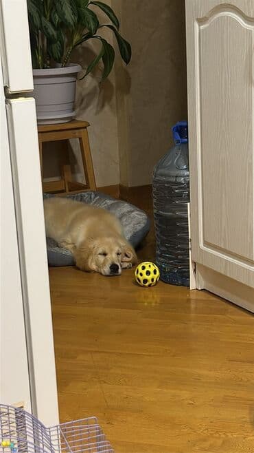 çin aslani: Retriever, 4 ay, Dişi, Peyvəndli, Pulsuz çatdırılma — 3