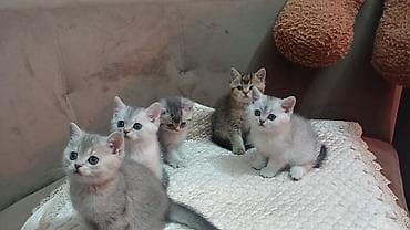 heyvan sahiblendirme: Şinşilla — 9