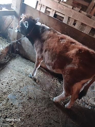 itlerin satisi bakida: Dana, buzov, Erkək, ay: 5, Damazlıq — 1