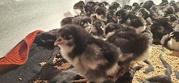 Akvariumlar: Təmiz qan Alman Astroloq cücələri satışdadır.🇩🇪 — 3