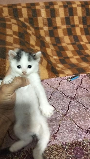 Erkək, Yaxşı əllərə, Ünvandan götürmə lalafo.az -da Erkək, Yaxşı əllərə, Ünvandan götürmə