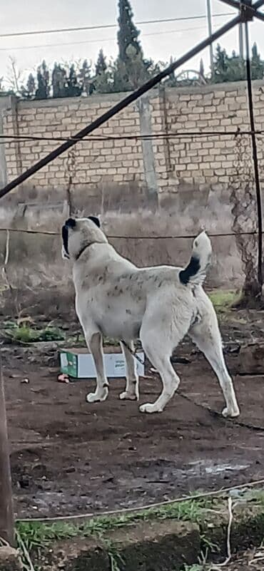 pitbull itləri: Alabay, 1 il, Dişi, Peyvəndli, Ödənişli çatdırılma — 6