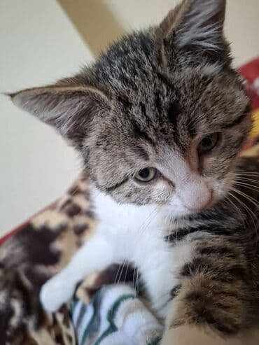 haski balası: Erkək, Dişi, Ünvandan götürmə — 7