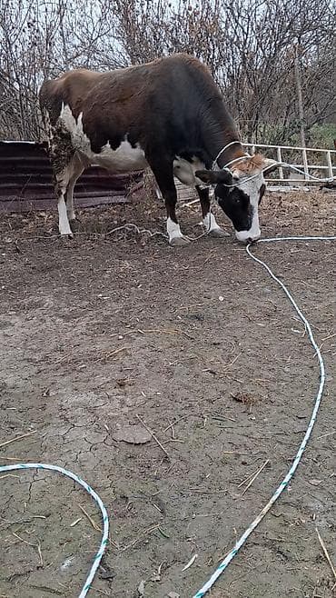 inek sagan: Dişi, Simental, il: 5, Südlük, Ünvandan götürmə — 2