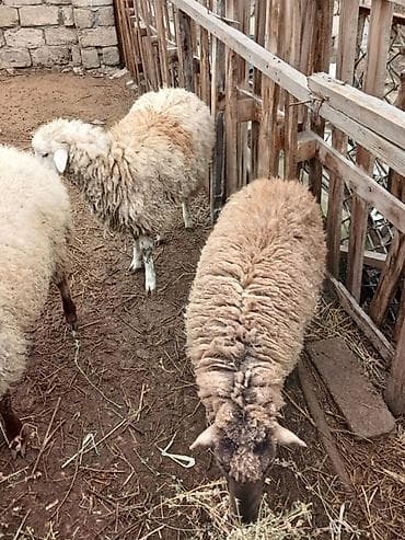 Digər heyvanlar: Qurbanlıq və kəsim üçün uyğun sağlam qoyun satılır. Gəlib yerində — 2