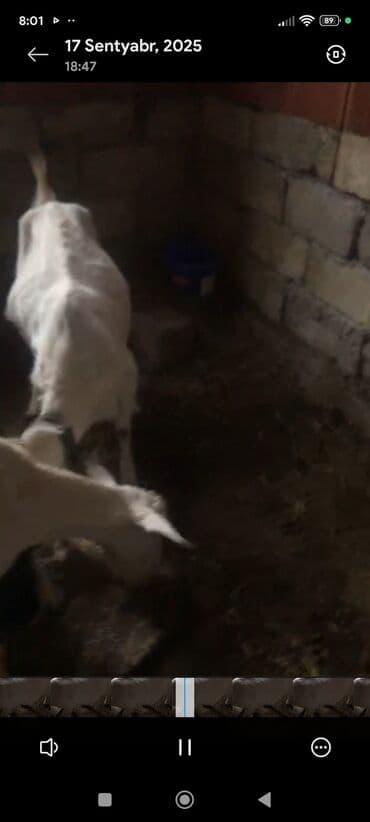 çəpiş əti: Ağ rəngli, buynuzlu keçi. - Cins görünüşü: yerli süd‑ət istiqamətli — 7