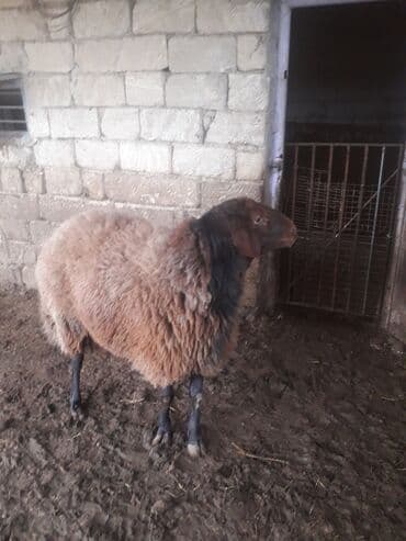 ari ramkasi satisi: Qoyun – yerli ətlik/yunlu cins - Rəng: qəhvəyi yun, qara baş və qara — 5