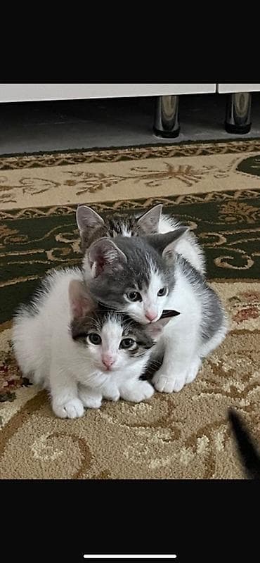 sirin pişik balalari: Yaxşı əllərə — 3