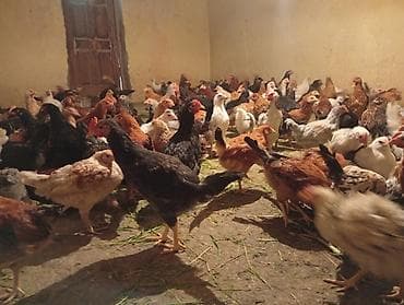 cuca: Toyuq, Yumurtalıq — 6