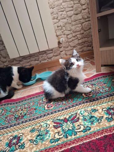 в добрые руки котята: В добрые руки — 2