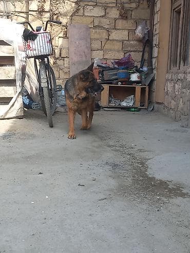 alman kurdu: Alman çoban iti, Erkek, Cütləşmə üçün — 3