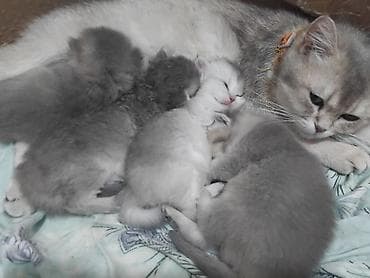 Британская, В добрые руки — 1