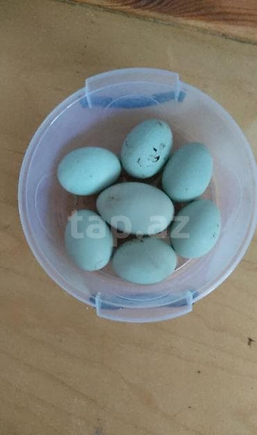 Americauna və koçin toyuqlarının qarışığı. Göründüyü kimi göy