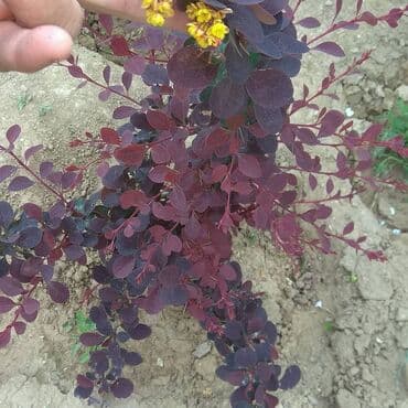 gul toxumlari: Həyət gülleri. 90növ çesid var! — 9