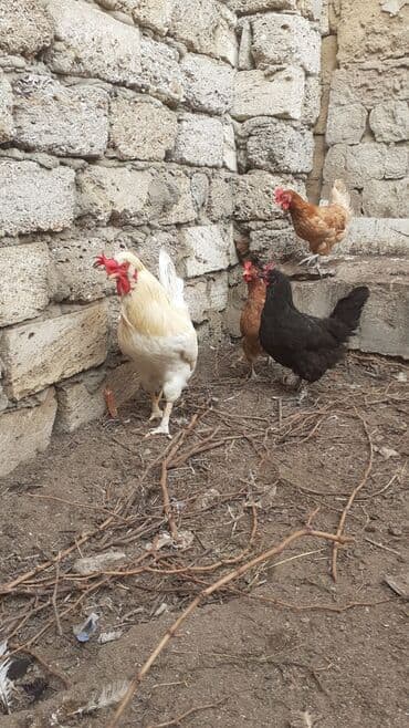 cins ineklerin qiymeti: Ağ rəngli tek xoruz satılır sahibinden. ünvan Maştağa çatdırılma — 3