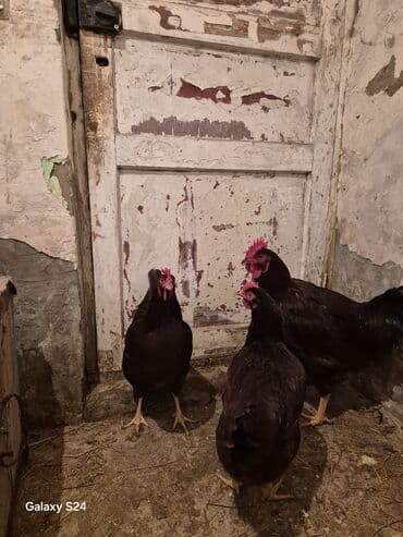 Qoyunlar, qoçlar: Toyuq, Yumurtalıq — 5