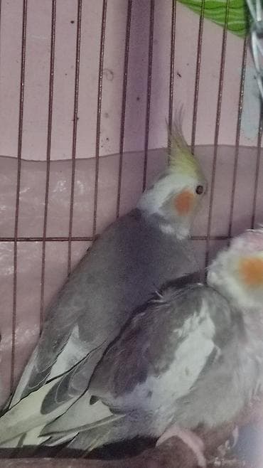 Nimfa (Cockatiel) cütü – boz ağ rəng çalarları, sarı tac və yanaqlarda